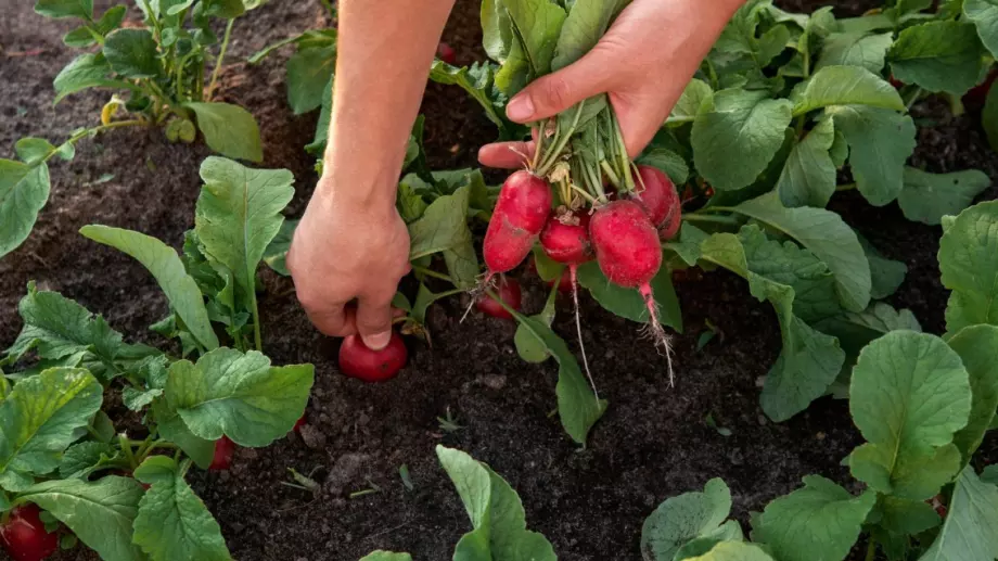Изтича срокът за заявяване на Covid компенсации за земеделци