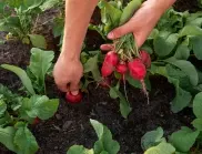 Засяване на репички: Стъпка по стъпка
