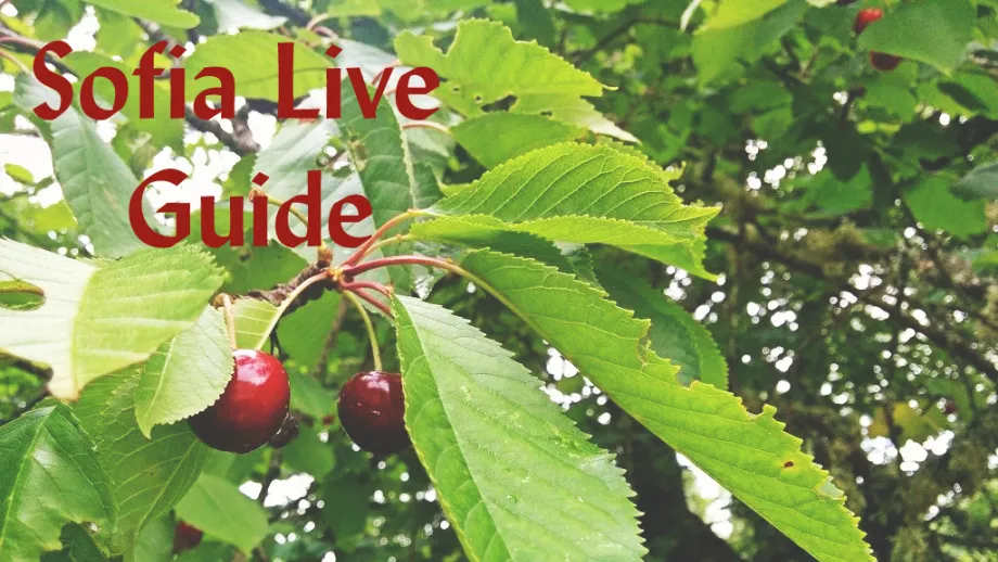 Sofia Live Guide