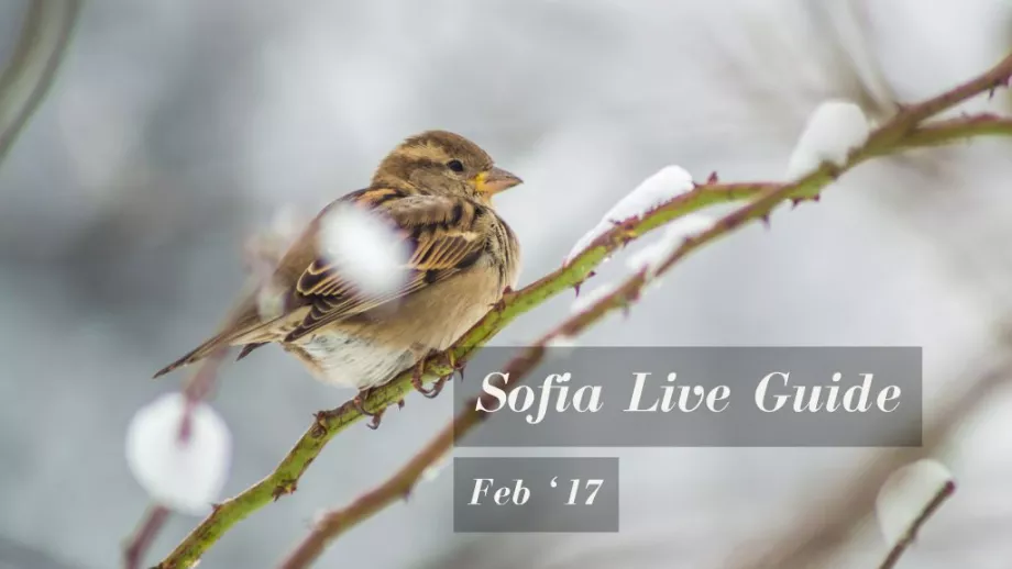 Sofia Live Guide