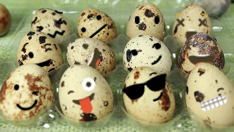 Запознай се с 1500 пъдпъдъка и техните яйца