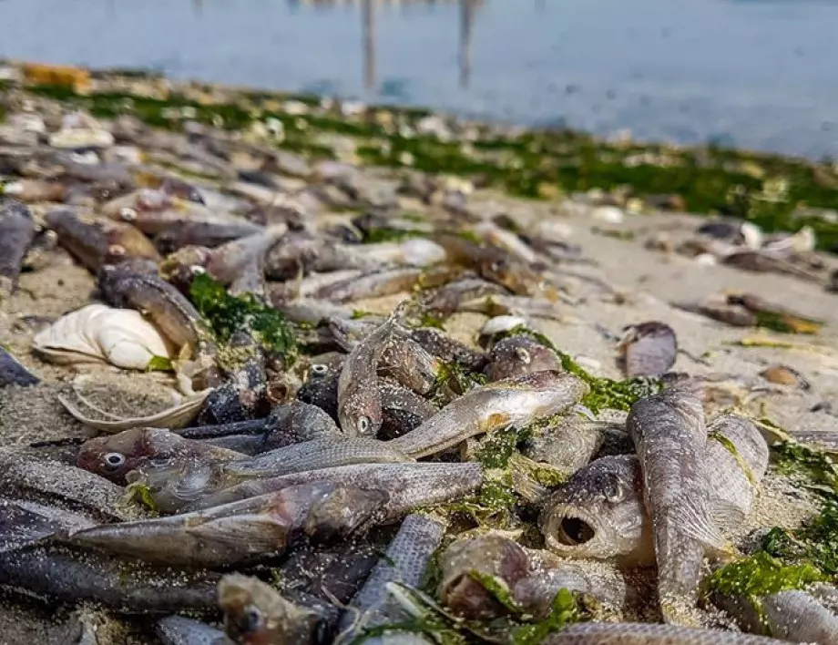 20 тона мъртва риба е извадена досега от язовир "Засмяно" 
