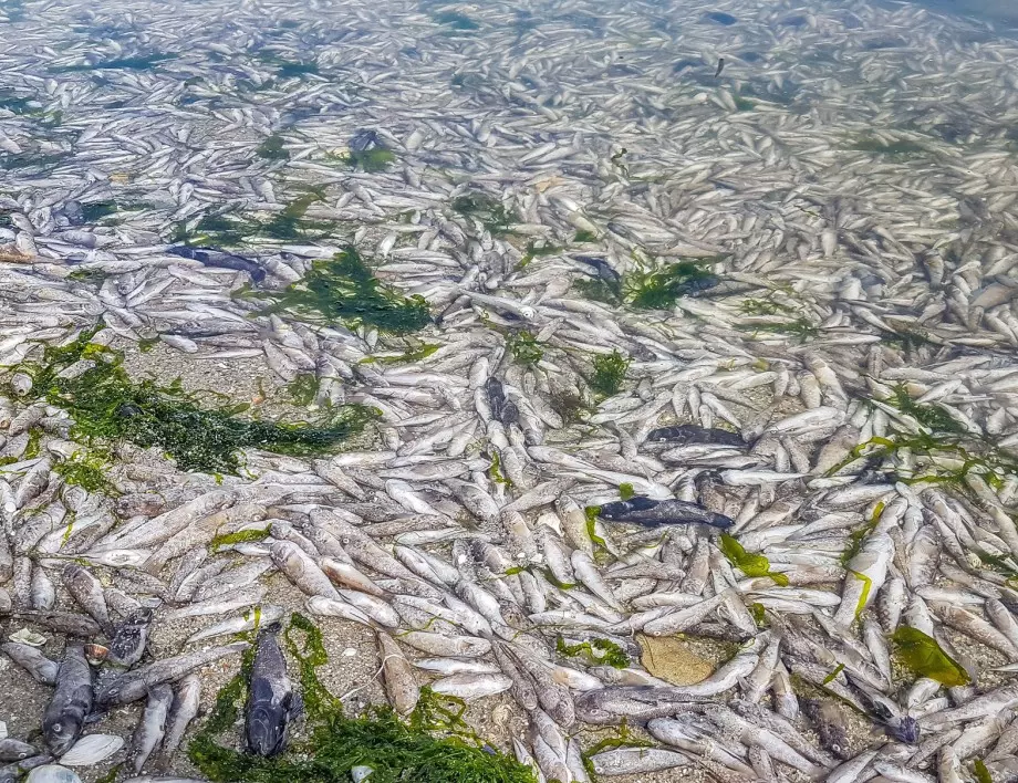 Прокуратурата разследва 20-те тона мъртва риба край Аксаково  