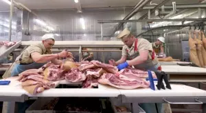 И холандските кланици станаха огнище на коронавирус