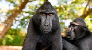 Найджъл Марвин в Дивата Централна Америка и Планета на загадки и по Viasat Nature