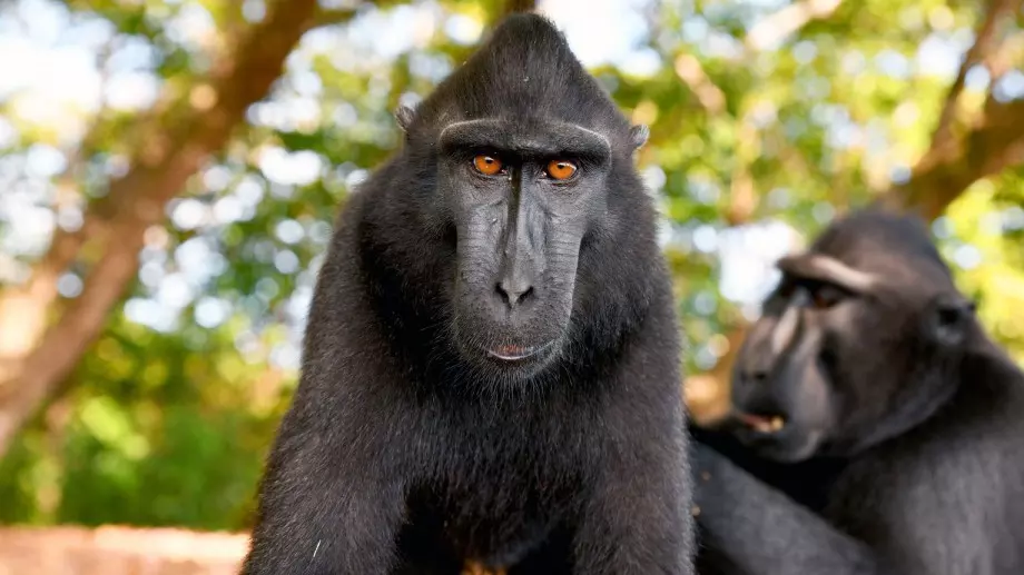 Найджъл Марвин в Дивата Централна Америка и Планета на загадки и по Viasat Nature