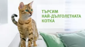 Търси се най-дълголетната котка в България