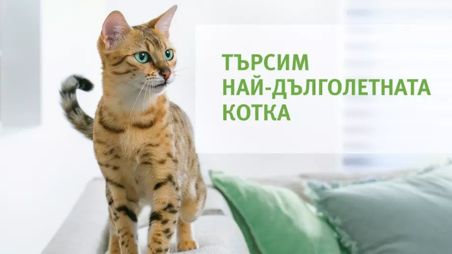 Търси се най-дълголетната котка в България