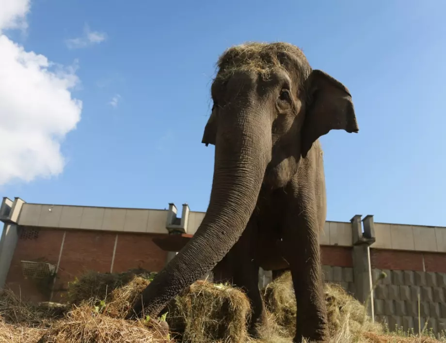 Слон е чест гост за вечеря на тайландско семейство (ВИДЕО)