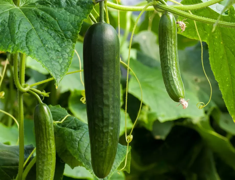 Тази билка елиминира листните въшки по краставиците