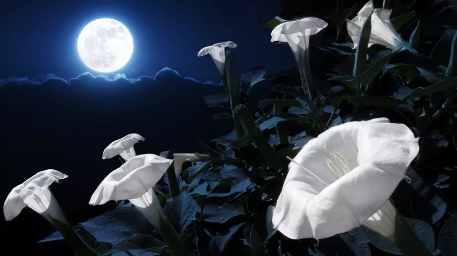 Цветя, които цъфтят през нощта (СНИМКИ)