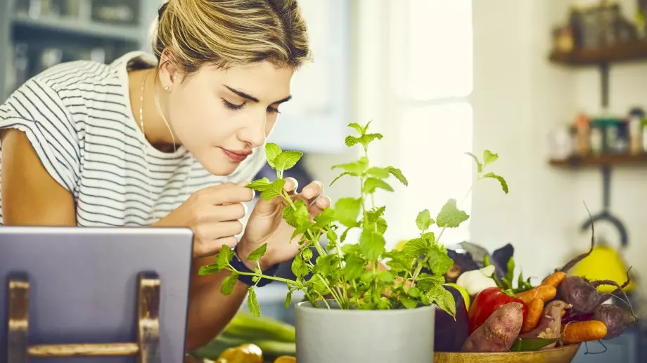 5 билки, подходящи за гледане у дома