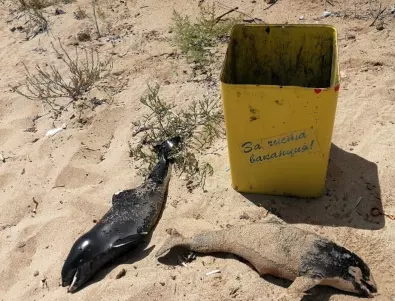 Отново убити бебета-делфини в Черно море