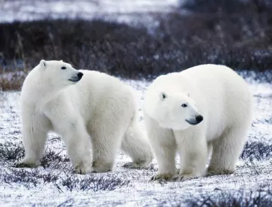Глобалното затопляне застрашава белите мечки 