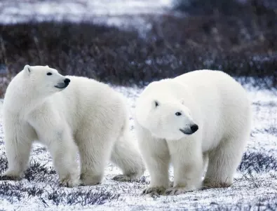 Учени: Полярните мечки ще изчезнат до края на века 