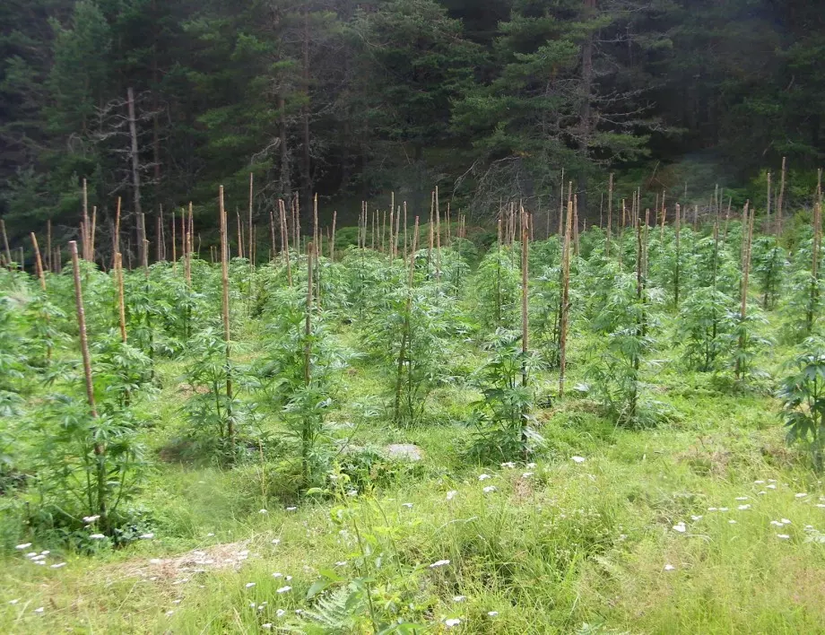  Турция залови близо два тона марихуана  