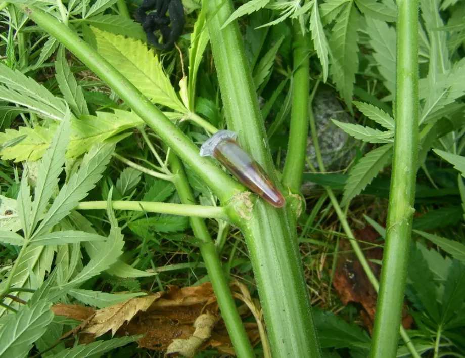 Арестуваха кандидат за депутат заради производство на канабис