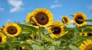 Румъния все още произвежда най-много слънчоглед в ЕС