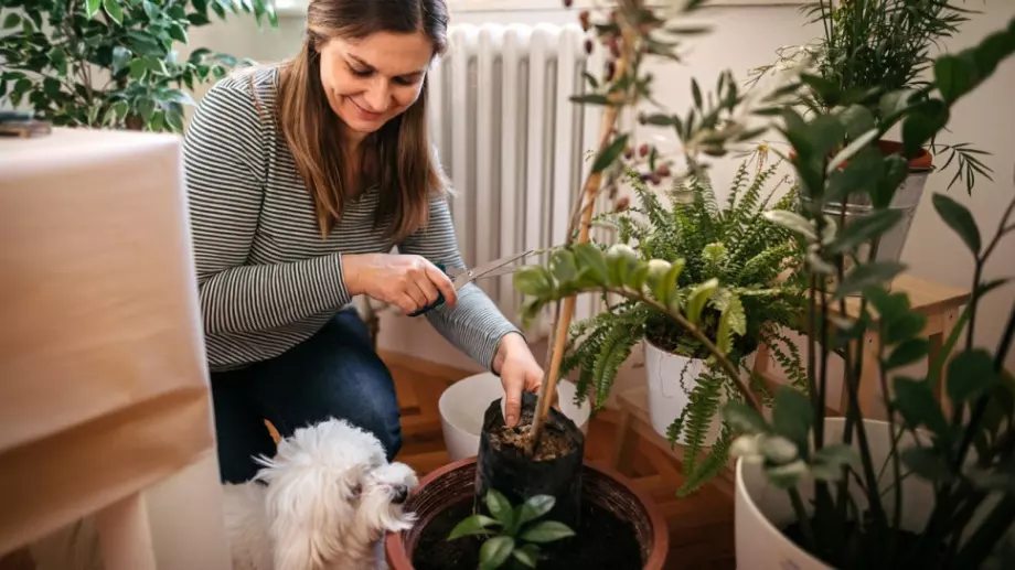 Растенията, които са опасни за кучето ви