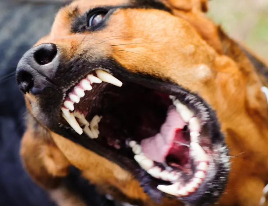 Робот-куче плаши канадци по улиците през нощта (ВИДЕО)