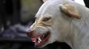 Направете това при среща с агресивно бездомно куче 