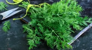 Невероятните ползи на копъра