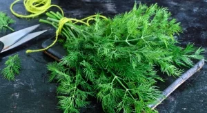 Чуден лек от копър и мед за чисти кръвоносни съдове и здраво сърце