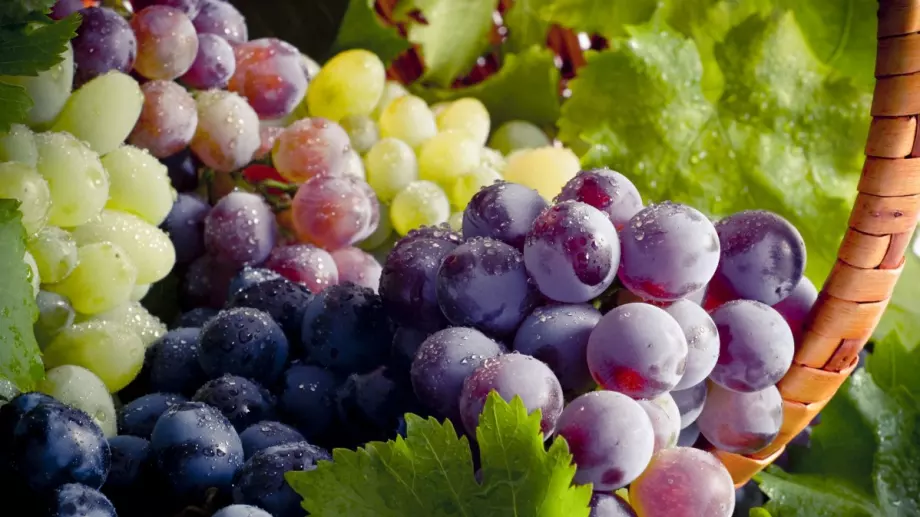 Лозари вземат 1,5 млн. лева, за да унищожат гроздето си