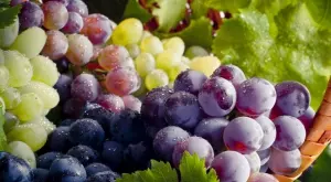 Ако искате гроздето да е едро и сладко, направете това