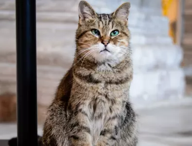 Как котките намират пътя си към дома: Никога няма да познаете