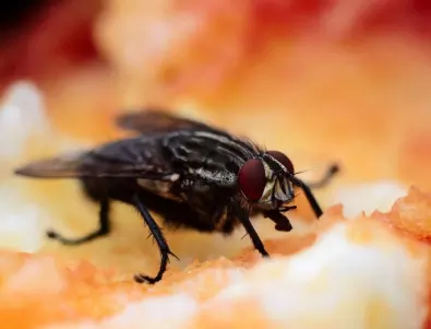 Какво се случва с храната ни, ако муха кацне върху нея