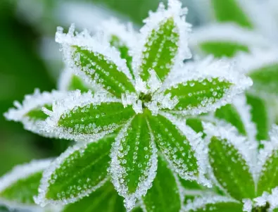 Защо растенията имат нужда от студ