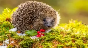 Притча за таралежа