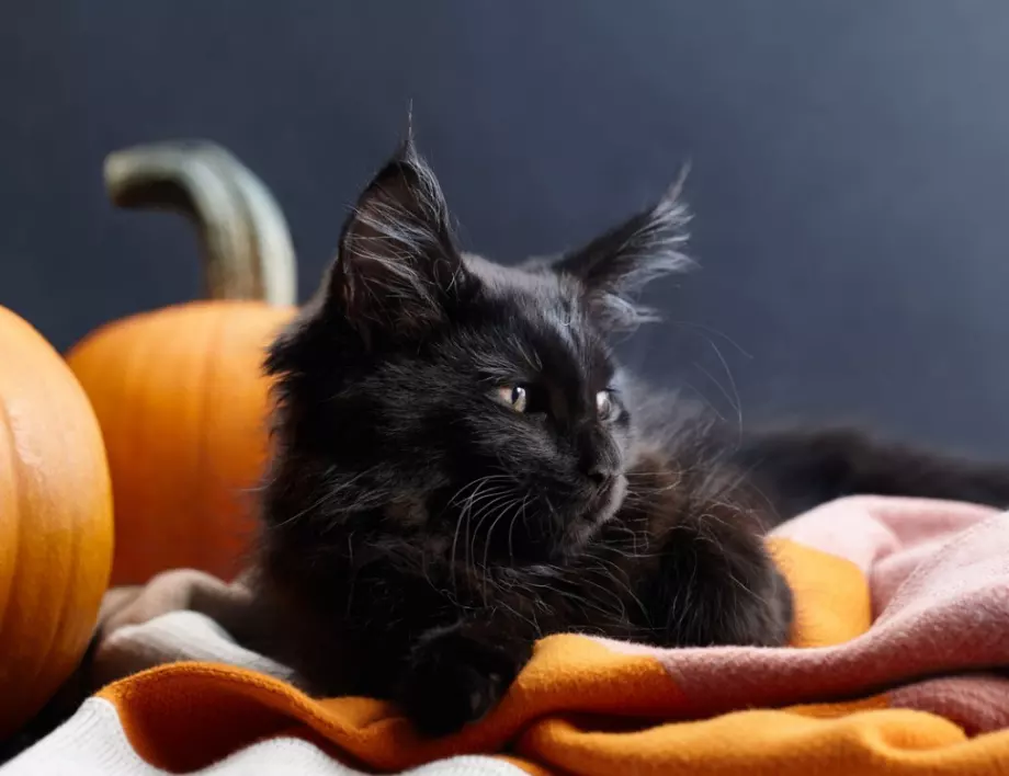 Енергията на черните котки: Да развенчаем митовете