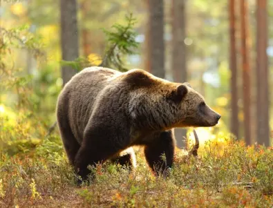 След нападението над жена: Затварят парка за танцуващи мечки в Белица