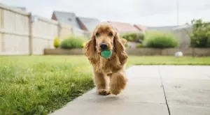 Играчките, които са опасни за кучето ви 