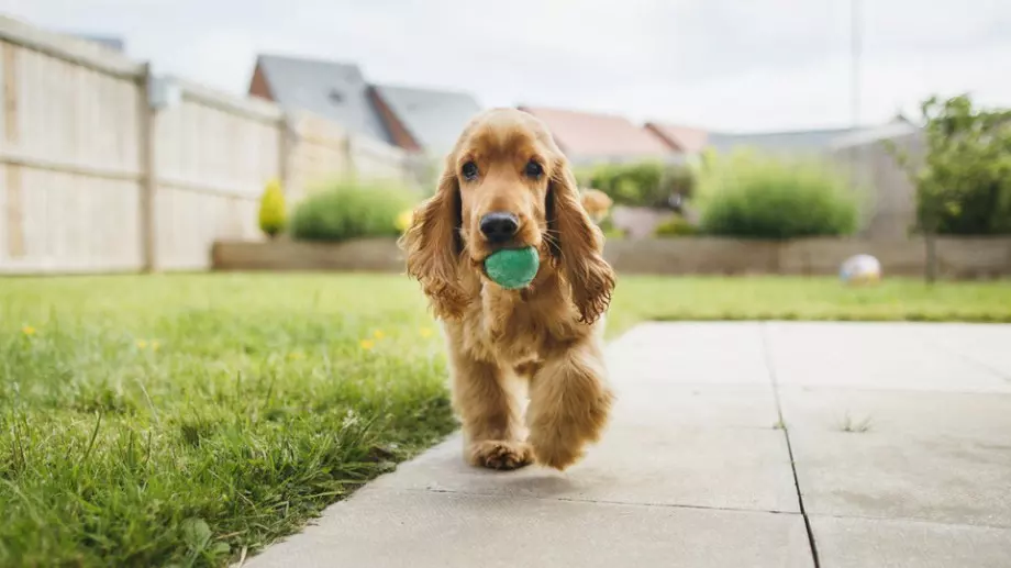 Играчките, които са опасни за кучето ви 