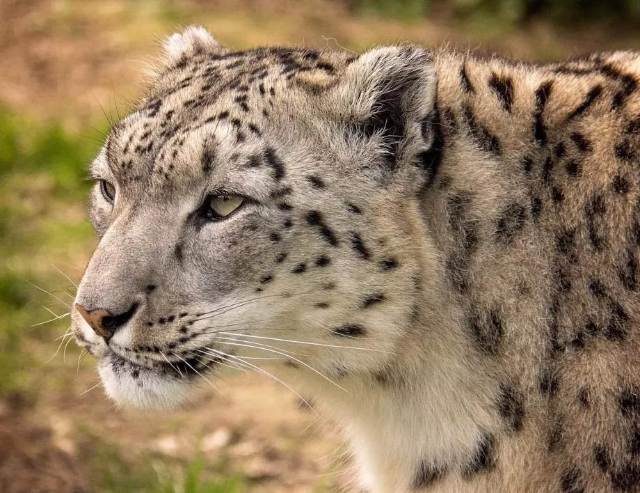 Снежни леопарди заразени с COVID-19 след контакт с хора