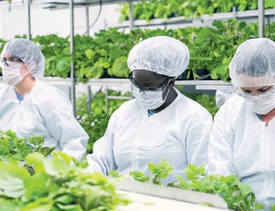 Medicago изпитва ваксина срещу COVID-19 на основата на тютюнево растение