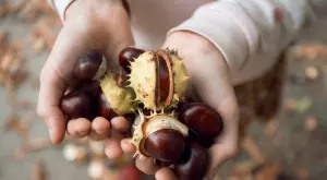 Ето защо кестените са толкова полезни
