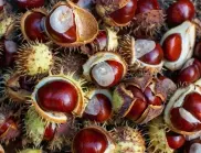  Откъде идва името 