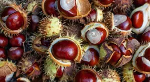 Лечителят Петър Димков: Носете 2 кестена в джоба срещу проблеми