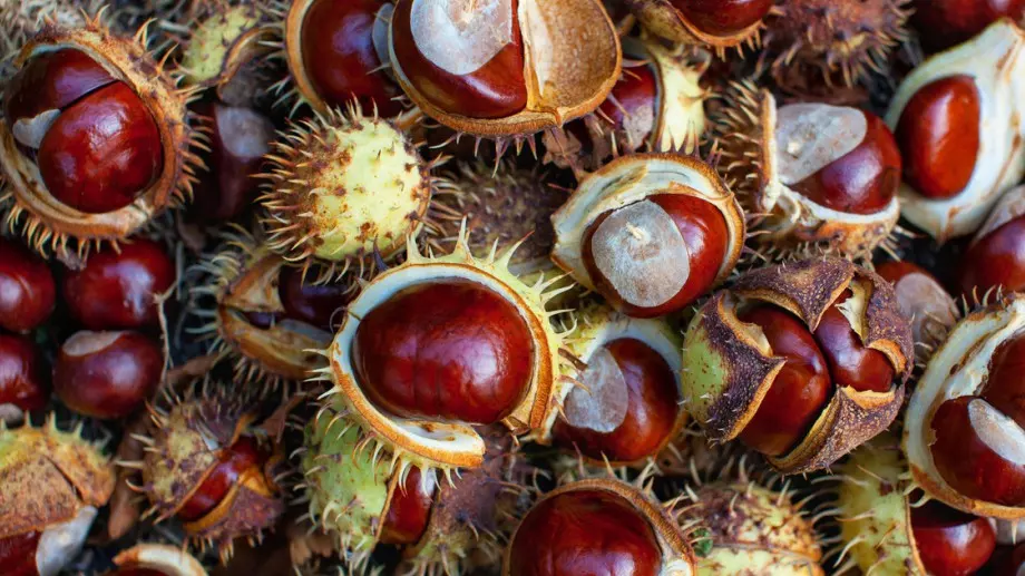 Лечителят Петър Димков: Носете 2 кестена в джоба срещу проблеми