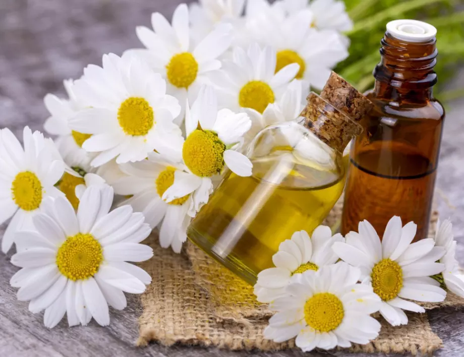 5 билки, които задължително трябва да присъстват във всеки дом