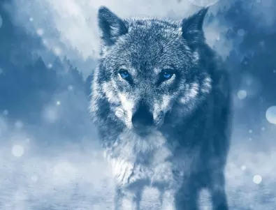 Ето как сивите вълци са намерили начин да оцелеят през ледниковата епоха 