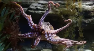 Учени: Октоподите не са земни същества, дошли са от Космоса
