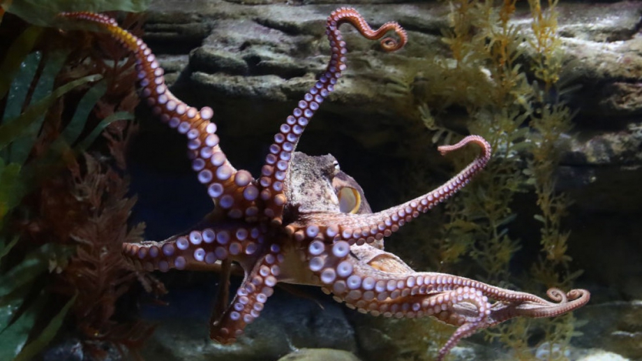 Някои главоноги като октоподи и калмари са дошли на Земята