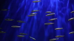 Откриха риби, които виреят на рекордните 8 км дълбочина (СНИМКИ)