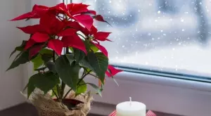 Коледна звезда: Подбор и грижа