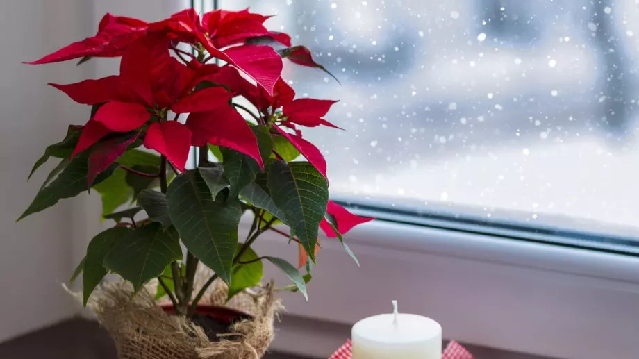 Коледна звезда: Подбор и грижа